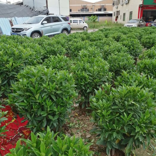中山市 非洲茉莉低价出售大价格可谈（中山市内可送货上门，只收油费）