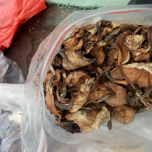 葫芦岛蘑菇 散装 1年