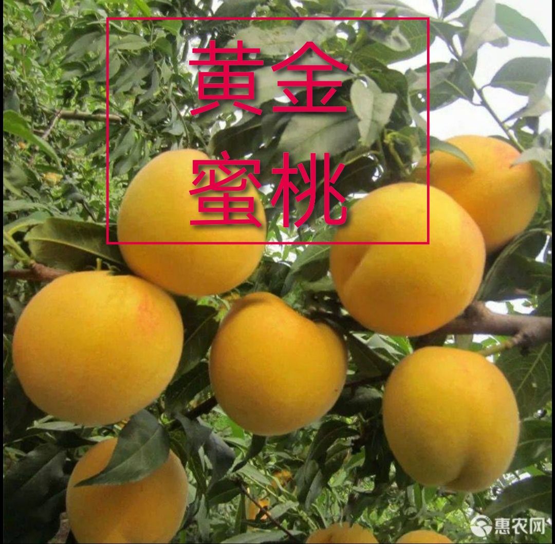 黄金蜜桃树苗  黄金蜜桃，脆甜，签订合同，死苗免费补发