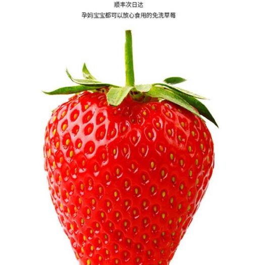 东港市 丹东九九草莓