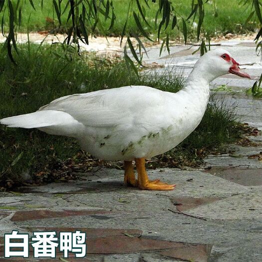 南宁 白番鸭苗