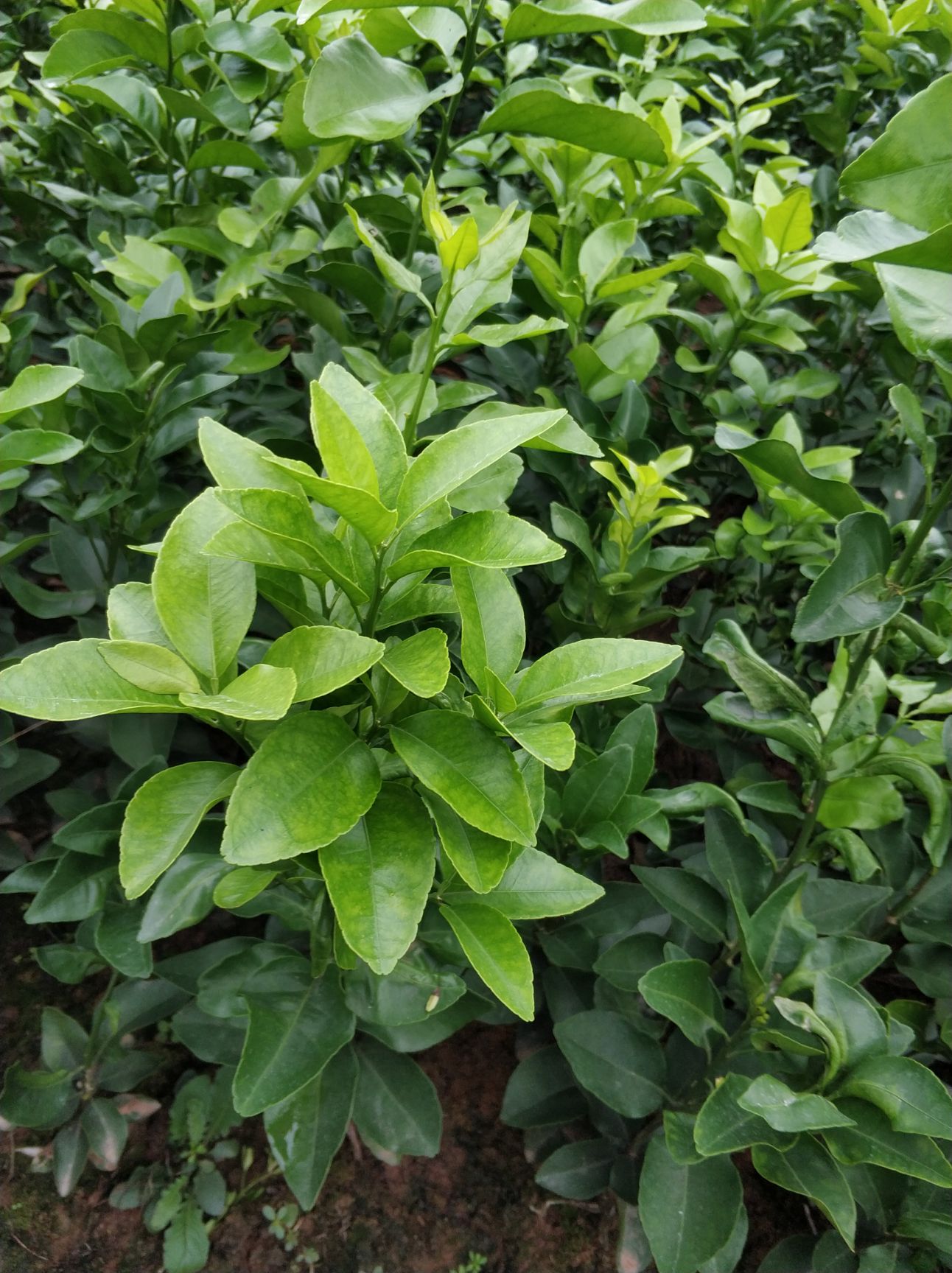 早熟沙糖桔苗  砂糖橘  早熟砂糖橘  砂糖橘