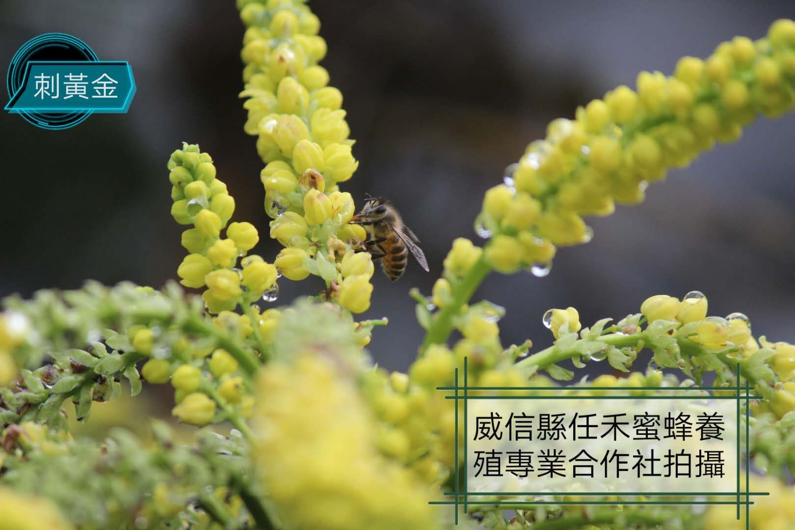 土蜂蜜 来自乌蒙山深山，地处天然植被覆盖、山青水秀的自然生态保区内。