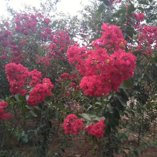全椒县 红火球，栾树，香樟