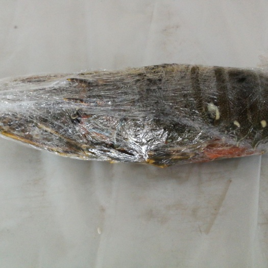 三亚越南青龙虾 冰鲜小青龙
