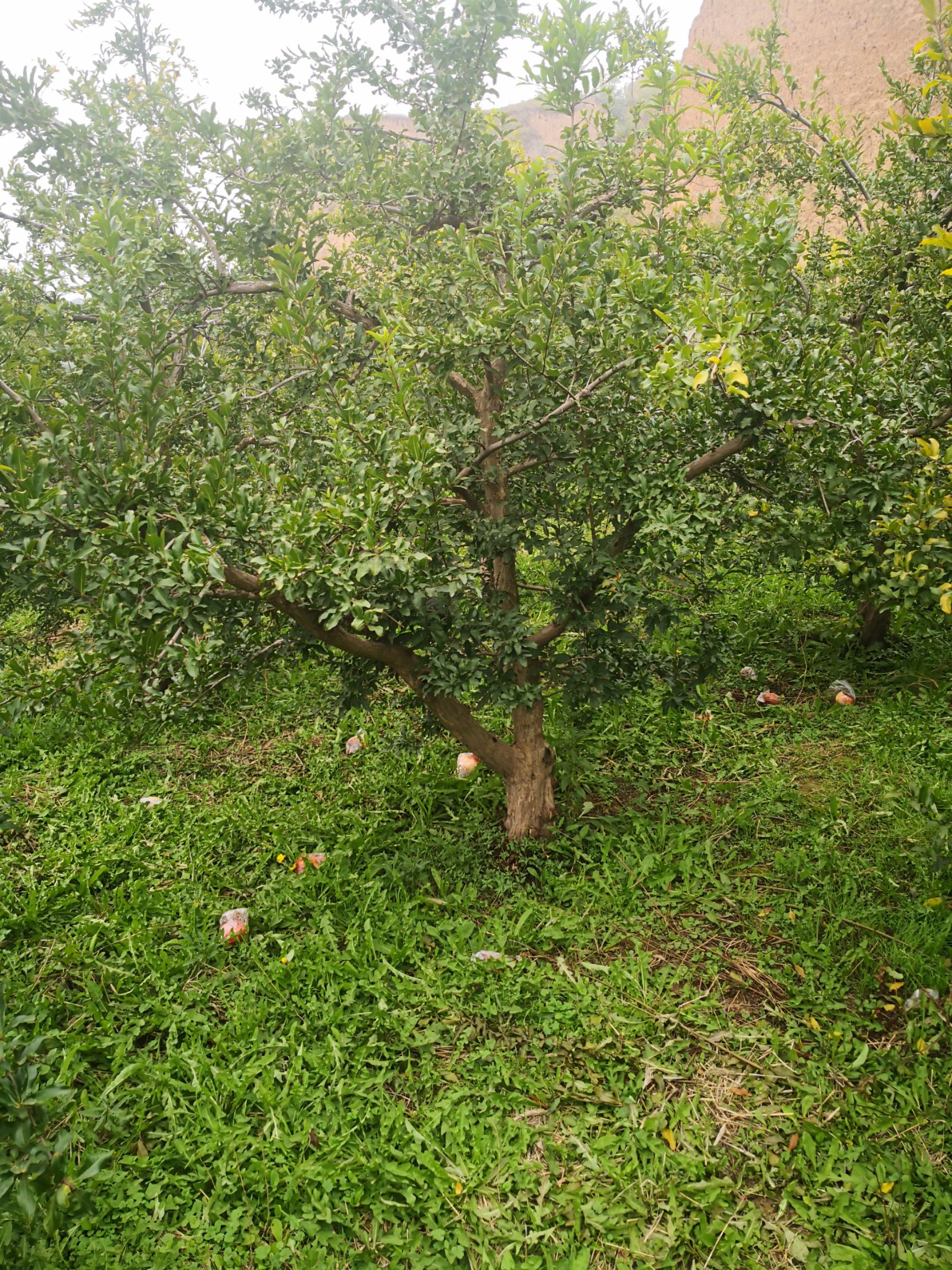 大红袍石榴苗  泰山大红石榴树苗 石榴树，石榴苗