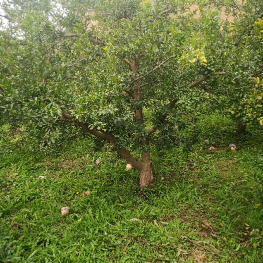 大红袍石榴苗  泰山大红石榴树苗 石榴树，石榴苗