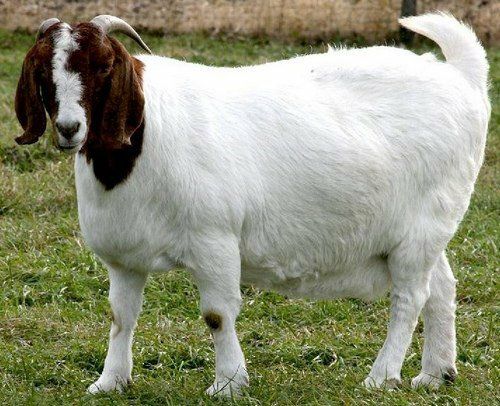  波尔山羊