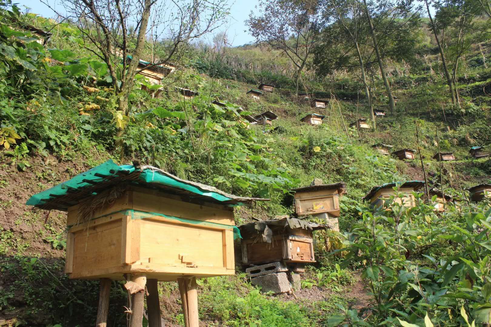 土蜂蜜 来自乌蒙山深山，地处天然植被覆盖、山青水秀的自然生态保区内。