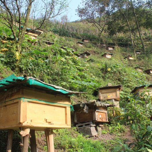 威信县土蜂蜜 来自乌蒙山深山，地处天然植被覆盖、山青水秀的自然生态保区内。