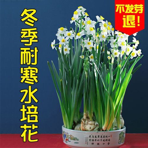 沭阳县冬季耐寒水培花漳州水仙花种球植物盆栽种子