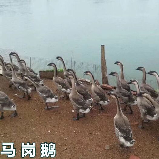 南宁 马岗鹅苗