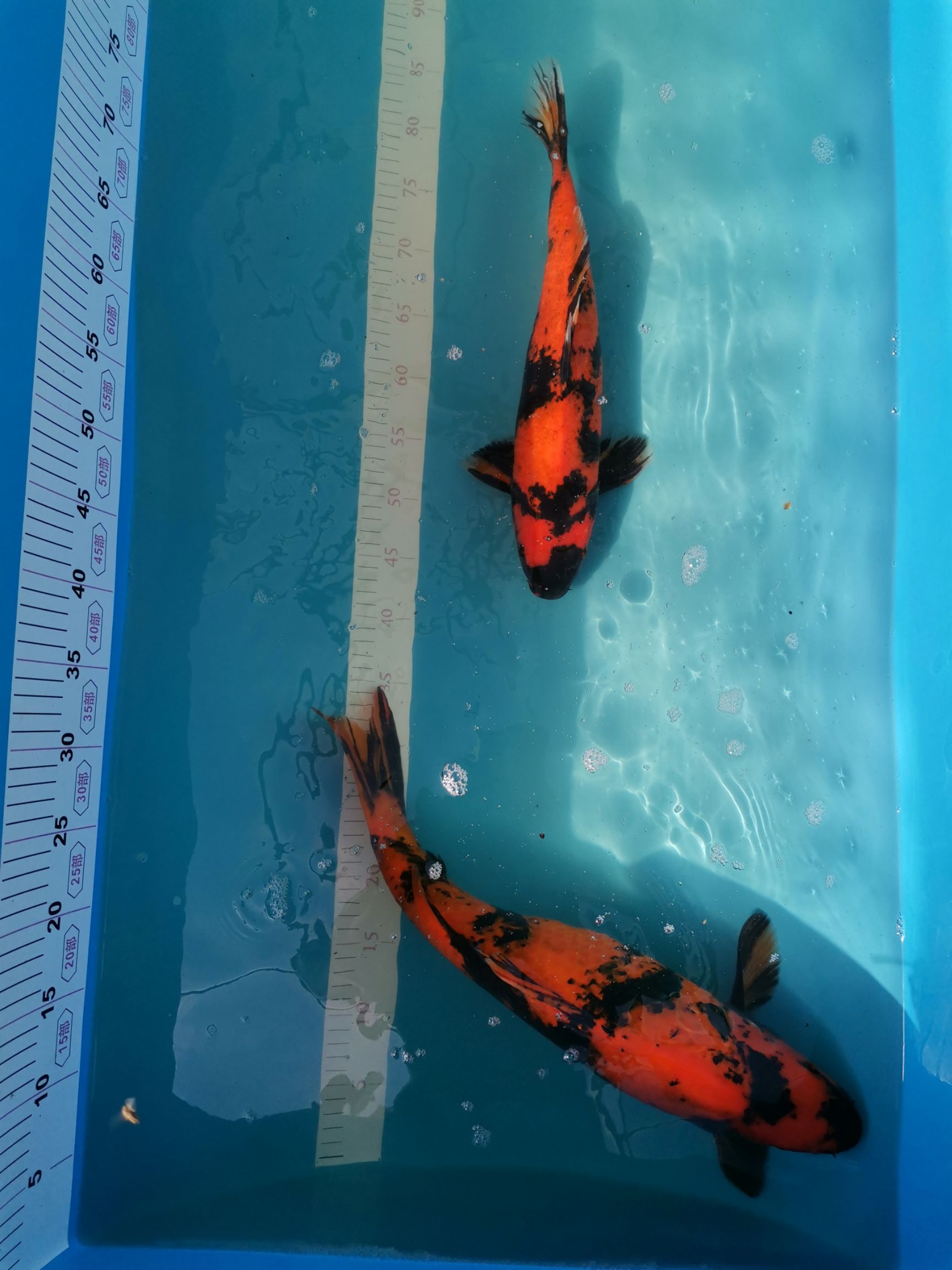 日本锦鲤   批发零售锦鲤