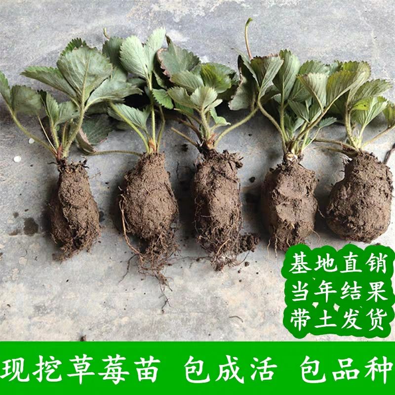  四季草莓苗，牛奶草莓，小白草莓基地直销现挖现挖保湿发货