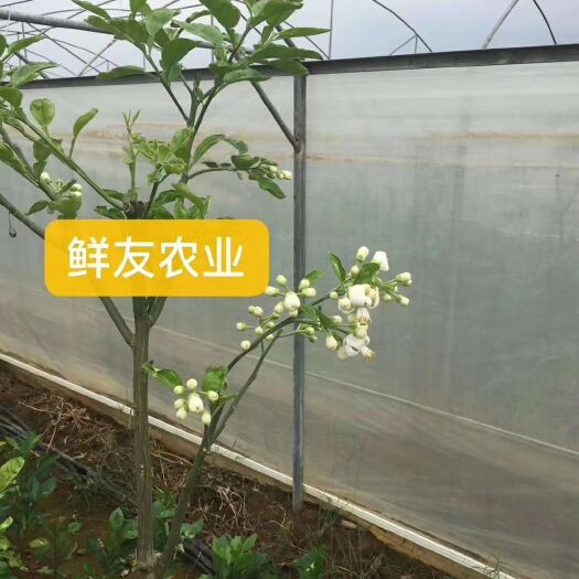 南宁泰国红宝石柚苗 鲜友红包石青柚四季花开