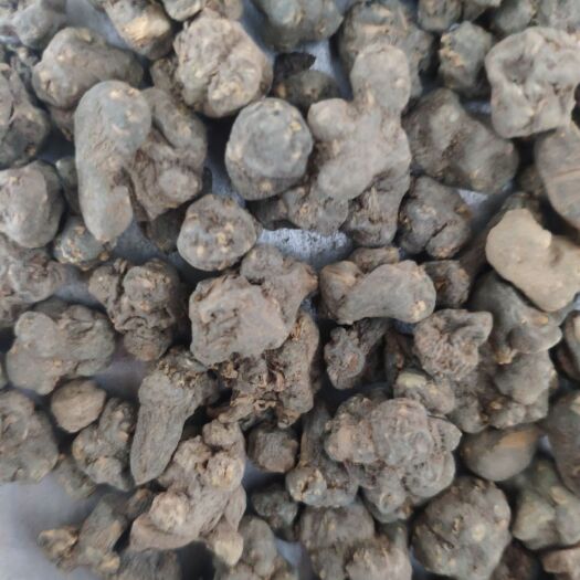 鄄城县大货 夏天无 伏地延胡索、一粒金丹、落水珠  产地货源