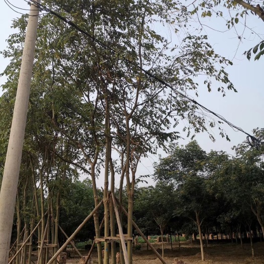 益阳 丛生朴树 苗圃直供批发手续齐全 质量保证