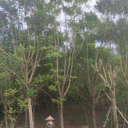 漳浦县 蓝花楹，