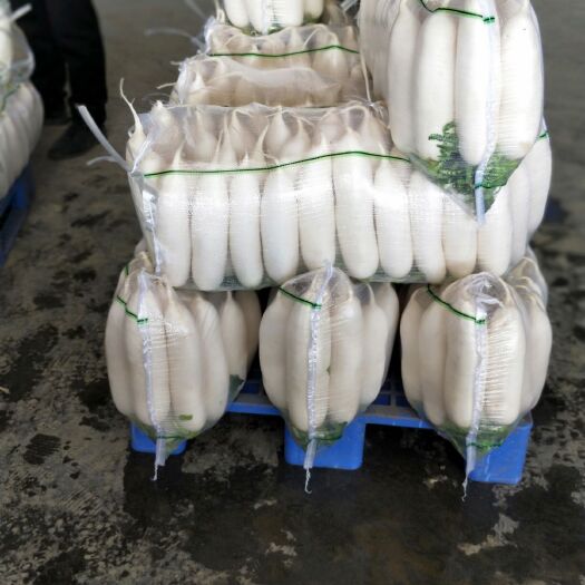 沙洋县 白萝卜，精品限量上市