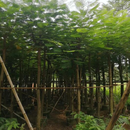 云县 供应蓝花楹