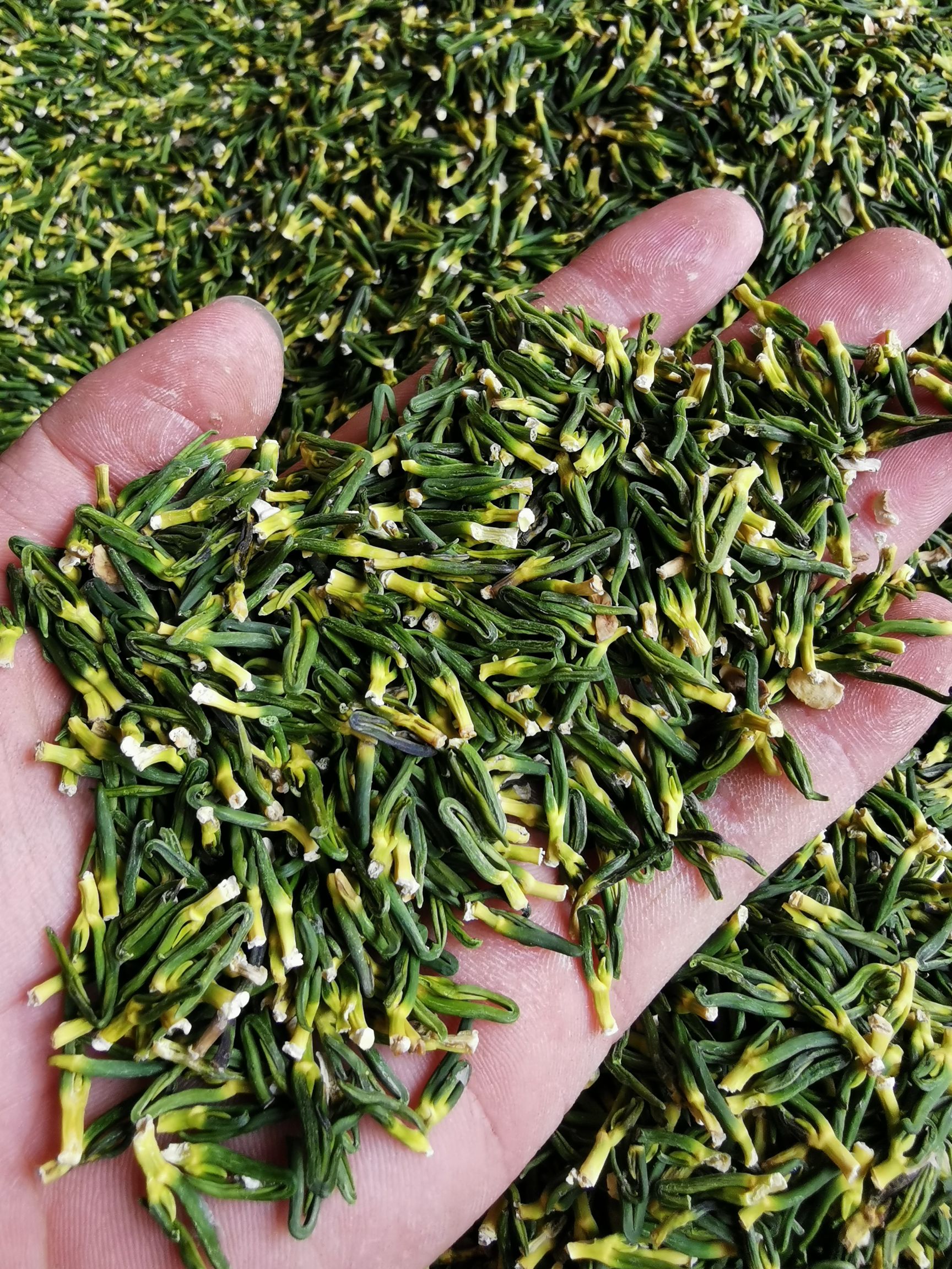 莲子芯  手工精选   2024广昌莲心    清爽干净