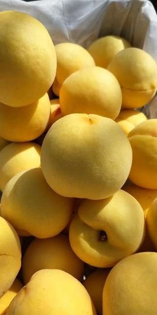 沂源县水蜜桃苗离核 黄桃  水蜜桃  6－9月份各种桃苗