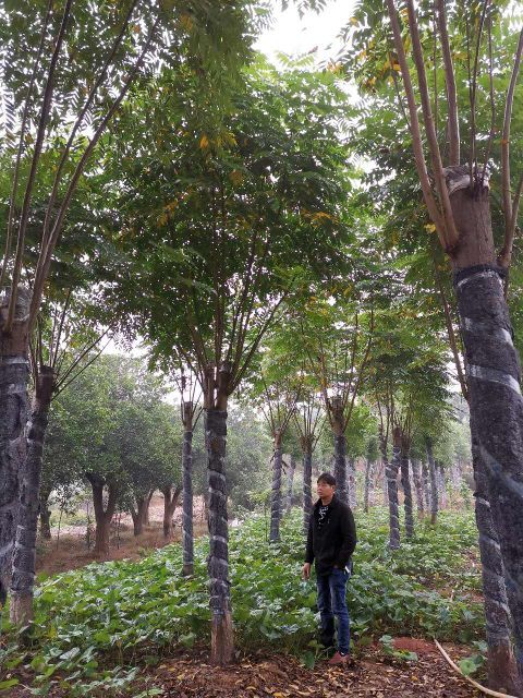  黄山栾树 自家苗圃货源 15-20大量现货供应