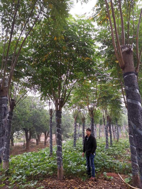 益阳 黄山栾树 自家苗圃货源 15-20大量现货供应