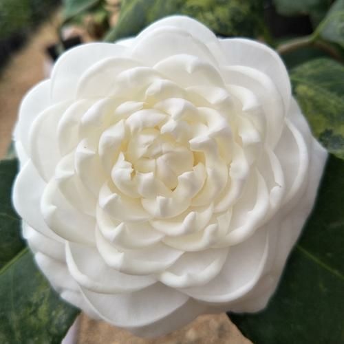 漳平市 名贵品种茶花东方亮18杯带花苞产地批发直销