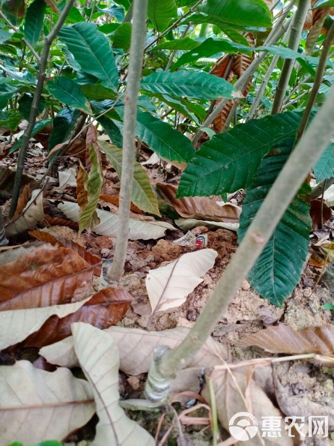 大红袍板栗苗嫁接果树苗南北方种植包技术当年结果