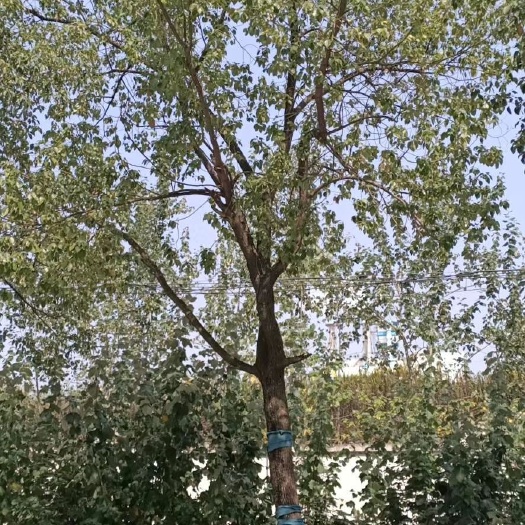 合肥 香樟树出售
