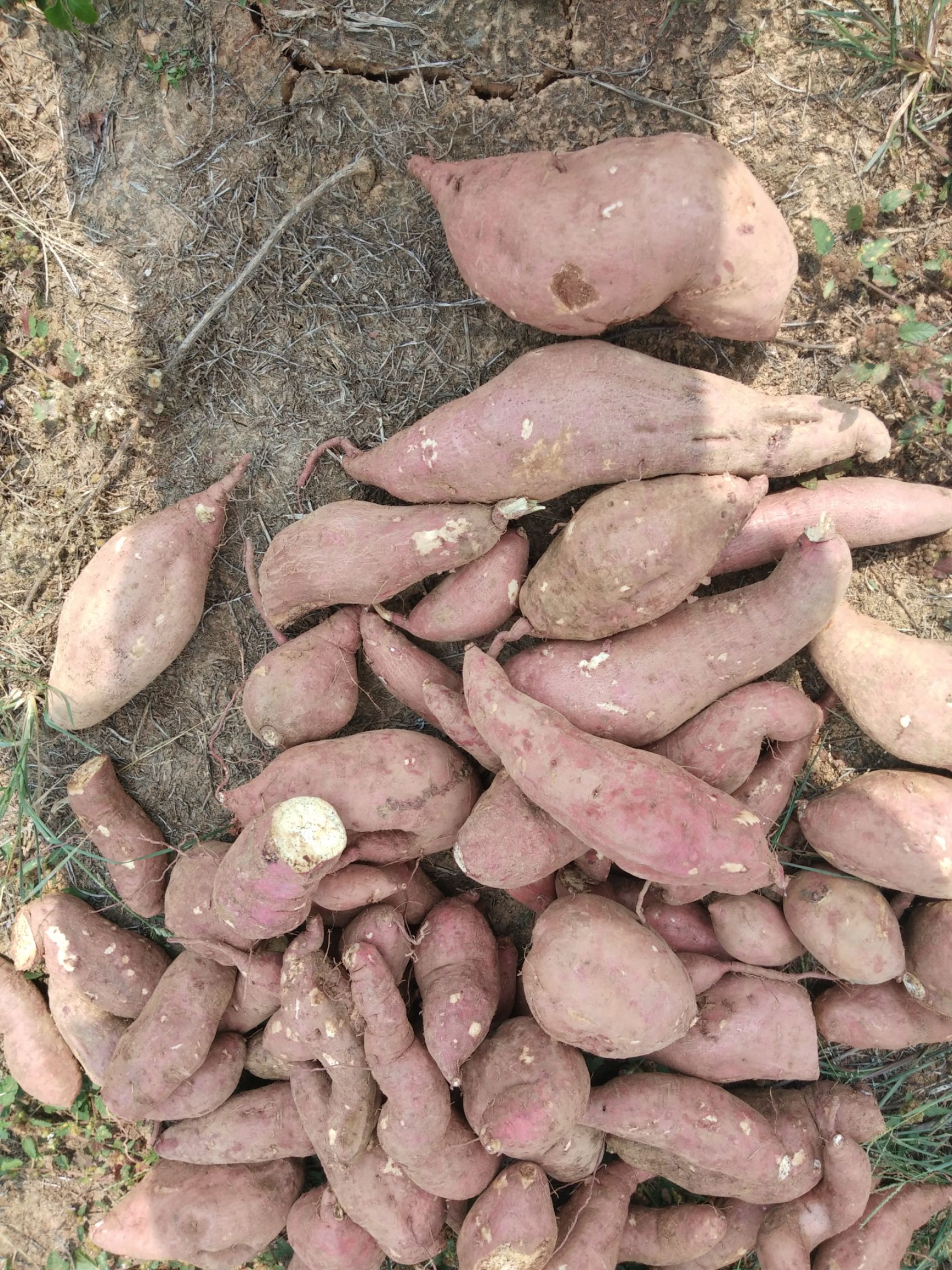 济薯26号红薯 质量好，产量高，没有虫眼裂缝！