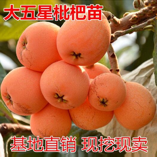 平邑县 大五星枇杷树苗嫁接苗无核枇杷苗当年结果南方北方种植果树苗