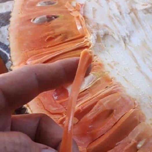 白沙县红肉菠萝蜜苗 红肉红细菠萝蜜