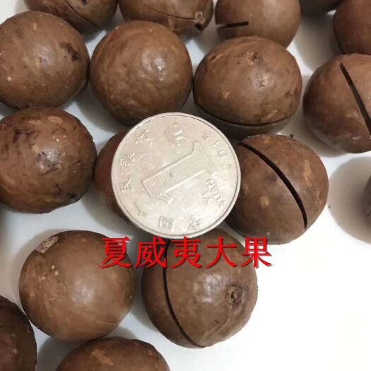 义乌市特级精品夏威夷果
