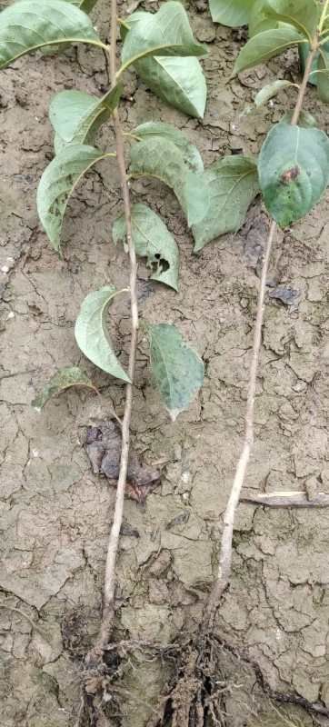脆柿苗  柿子直生苗