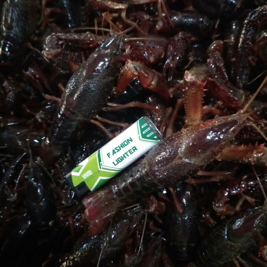 三亚清水小龙虾 海南全岛批发配送