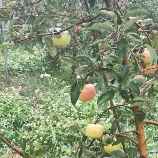 泰安蛇果树苗  水蜜桃苹果苗 日本青森水蜜桃苹果苗 价格优惠