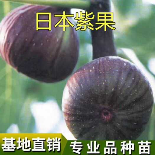 平邑县 日本紫果无花果苗 基地直供 现挖现发 易成活 死苗免费补发