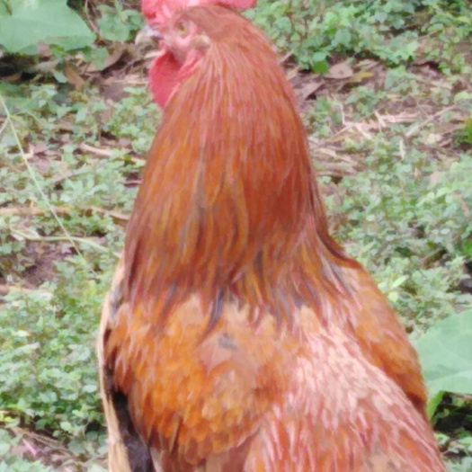 洪雅县 鸡
