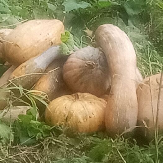 彭水南瓜花 我们这里生产南瓜。没有渠道销售
