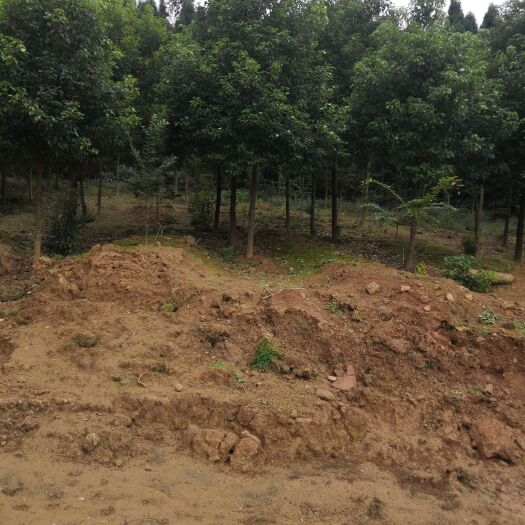 绵阳 香樟树