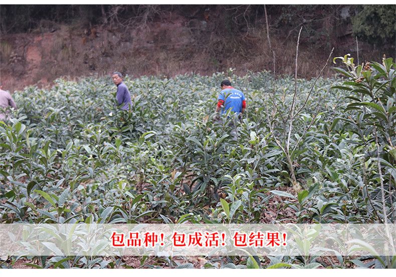  贵妃枇杷树苗正宗嫁接苗无核枇杷苗当年结果南方北方种植果树苗