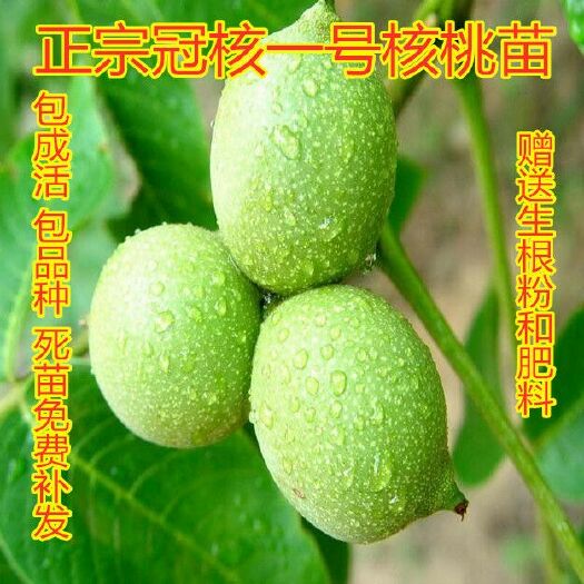 平邑县 正宗核桃苗 自然脱落 量大更优惠 死苗免费补发 包成活