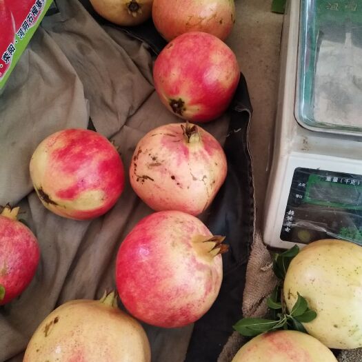 荥阳市突尼斯软籽石榴 各种规格都有，品质优良