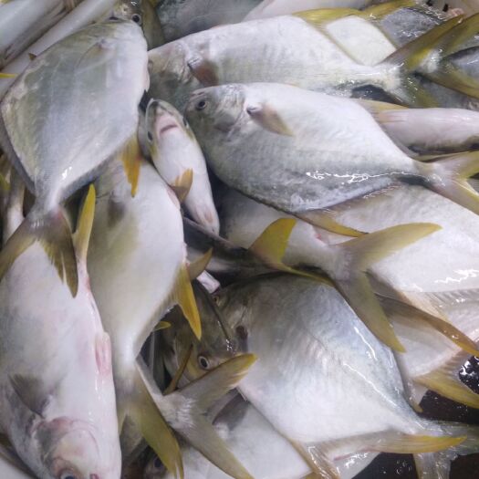 海南深海鱼金鲳鱼