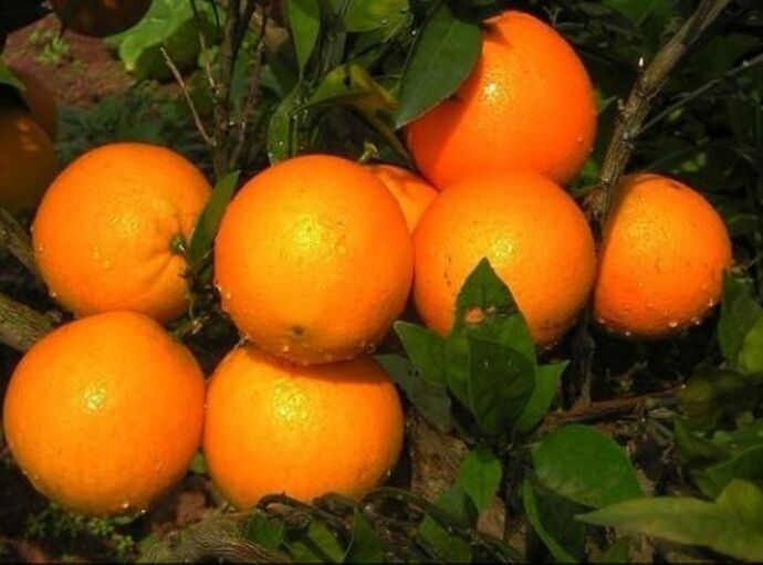 麻阳县 正宗麻阳冰糖橙，