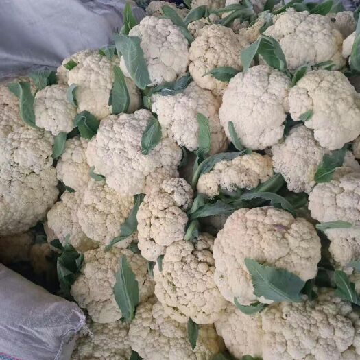 聊城白花菜花  现有大量的有机花菜出售供应，