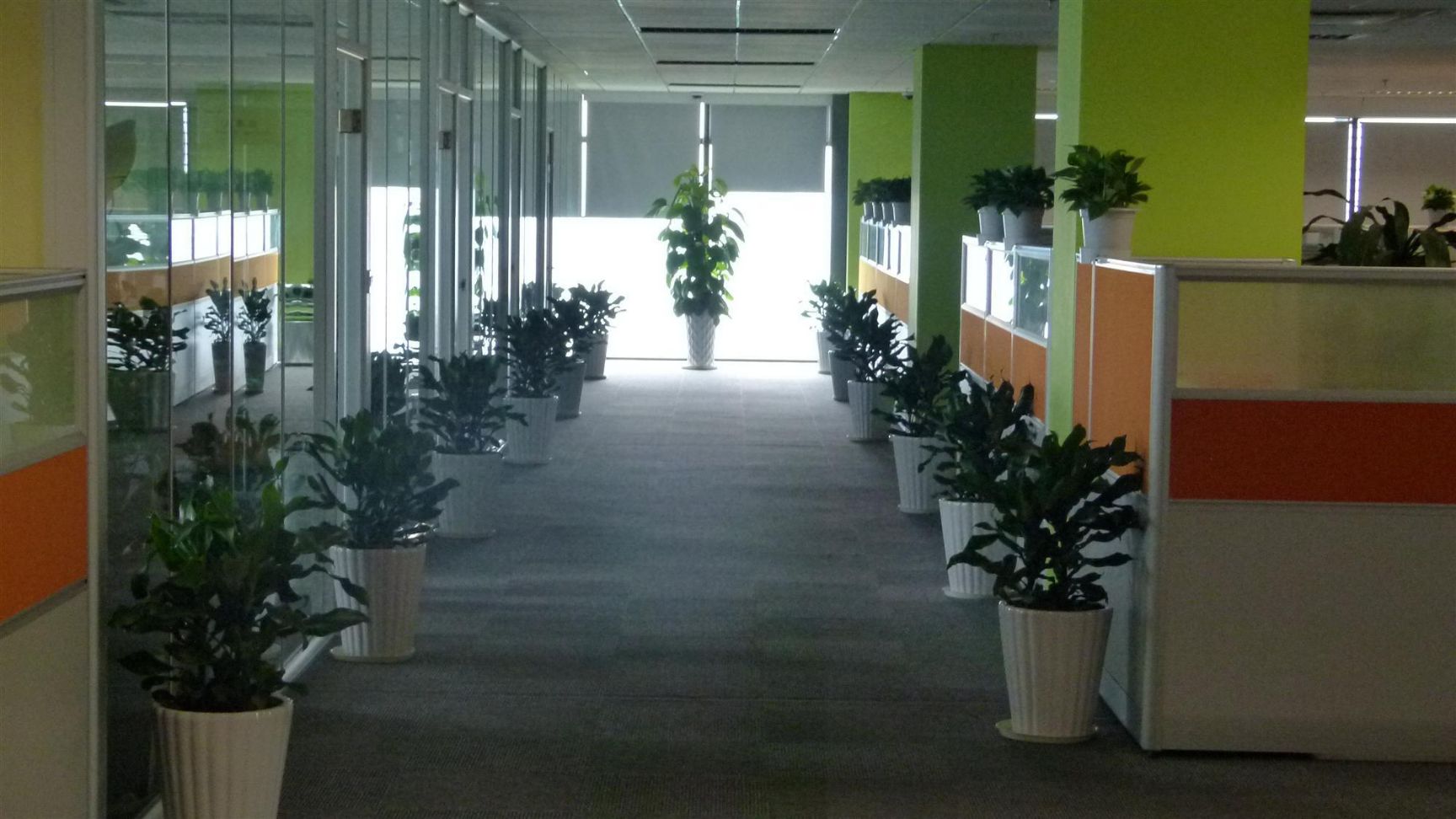 菊苣种子 菊苣种籽 牧草种子 猪羊牛兔鸡鸭鹅多年生四季高产养