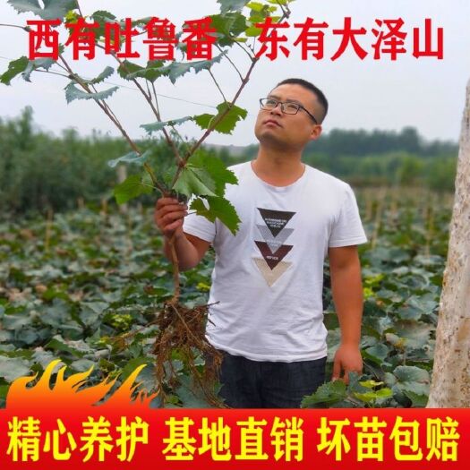 平邑县 阳光玫瑰大葡萄树苗盆栽葡萄苗水果苗四季葡萄树南北方种植蓝宝石